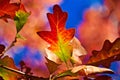 Autumn Oak Leaf Against a Blue Sky Royalty Free Stock Photo