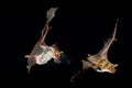 Mouse-Eared Bat, myotis myotis, Adults in Flight against Black background Royalty Free Stock Photo