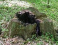 Grand old burnt stump. Selective focus