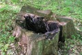 Grand old burnt stump. Selective focus