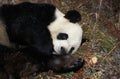 Giant Panda, ailuropoda melanoleuca, Adult resting, Wolong Reserve in China