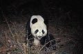 Giant Panda, ailuropoda melanoleuca, Adult siiting, Wolong Reserve in China