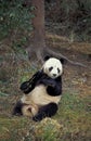 Giant Panda, ailuropoda melanoleuca, Adult sitting, Wolong Reserve in China