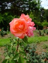 Grand Prix Rose