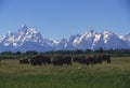 Grand Teton buffalo herd