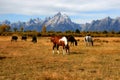 Grand Teton Horse Ranch