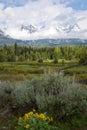 Grand Teton Landscape with Yellow Flowers