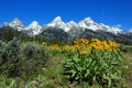 Grand Teton National Park Glacier landscape, arrowleaf balsamroot Royalty Free Stock Photo