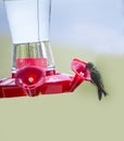 Hummingbird feeder in Grand Tetons National Park Wyoming USA Royalty Free Stock Photo