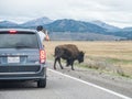 American Bison in Grand Teton, WY Royalty Free Stock Photo