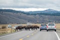 American Bison in Grand Teton, WY Royalty Free Stock Photo