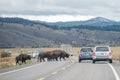 American Bison crossing a road in Grand Teton, WY Royalty Free Stock Photo