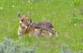 Grand Teton Pronghorn and its newborn fawn Royalty Free Stock Photo