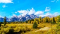 The Grand Tetons and Fall Colored Trees viewed from Schwabacher Landing in Grand Tetons National Park Royalty Free Stock Photo