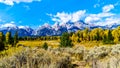 The Grand Tetons and Fall Colored Trees viewed from Schwabacher Landing in Grand Tetons National Park Royalty Free Stock Photo