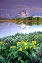 Grand Tetons Portraits Royalty Free Stock Photo