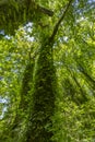 Grand tree with vines climbing the way up to the canopy in Washington Royalty Free Stock Photo