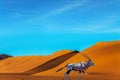 Oryx. Grand trip to Namibia, Royalty Free Stock Photo