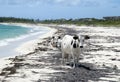 Grand Turk Beach Farm Animals Royalty Free Stock Photo