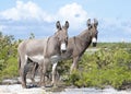 Grand Turk Island Donkeys Royalty Free Stock Photo