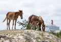 Grand Turk Island Horses Family Royalty Free Stock Photo