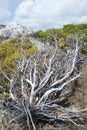 Grand Turk Island Landscape With A Dead Tree Royalty Free Stock Photo