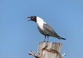 Grand Turk Island Screaming Seagull Royalty Free Stock Photo