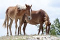 Grand Turk Island Wild Horses Royalty Free Stock Photo