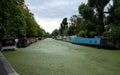 Grand Union Canal at Little Venice, Paddington, London. The water is covered in green algae after the summer heatwave, 2018