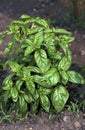 GRAND VERT BASIL ocimum basilicum Royalty Free Stock Photo