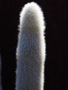 Grand vertical detailed Silver Torch Cactus.