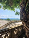 Grand view of the Appalachian Mountains and an old twisted tree