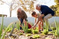 Grandchildren Helping Grandparents To Look After Vegetables On Allotment