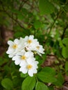 Granddaddy Long Legs Enjoying Wild Roses Royalty Free Stock Photo