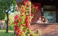 Granddaughter, grandmother and their dog on the veranda of the village house