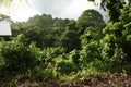 Tropical trees in Grande Riviere village in Trinidad and Tobago