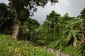 Tropical trees in Grande Riviere village in Trinidad and Tobago