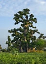 The grandeur of the grandiose baobabs