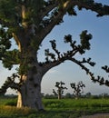 The grandeur of the grandiose baobabs