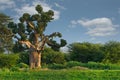 The grandeur of the grandiose baobabs