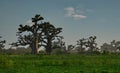 The grandeur of the grandiose baobabs