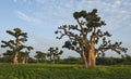 The grandeur of the grandiose baobabs