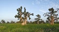 The grandeur of the grandiose baobabs