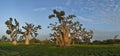 The grandeur of the grandiose baobabs