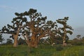 The grandeur of the grandiose baobabs