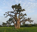 The grandeur of the grandiose baobabs