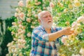 Grandfather enjoying in the garden with roses flowers. Happy Grandfather working in the garden. Senior gardener. Flower Royalty Free Stock Photo