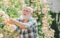 Grandfather enjoying in the garden with roses flowers. Happy Grandfather working in the garden. Senior gardener. Flower Royalty Free Stock Photo