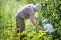 Grandfather and grandson collecting potato beetles