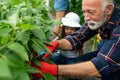 Grandfather growing organic fresh vegetables with grandchildren and family at family farm Royalty Free Stock Photo